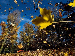 Tensions erupted in Beaconsfield, Que., after councillors voted to pass a contentious summer-long ban on leaf blowers Monday.