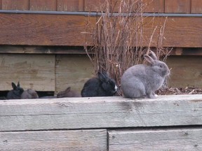 Feral rabbits are shown in Canmore, Alta., on November 22, 2011. Canmore has spent almost $400,000 to rid the town of feral rabbits but the problem persists and residents remain divided over the controversial cull program.