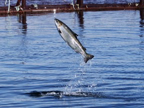 An Atlantic salmon leaps while swimming inside a farm pen near Eastport, Maine, Sunday, Oct. 12, 2008, in Eastport, Maine. Scientists with the federal Fisheries Department say there's cause for concern about Newfoundland and Labrador's Atlantic salmon population, as returns continue their steady decline since 2011.