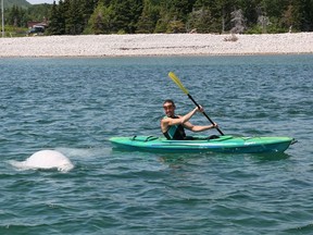 Bernie Lamey paddles around two beluga whales that have been drawing crowds to an area off Ingonish Beach in Cape Breton, N.S., in this undated handout photo. Animal welfare experts say people should try to keep their distance from the highly social whales.