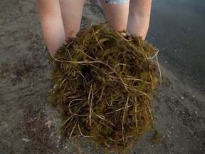 A handful of Eurasian watermilfoil that washed up on a beach in Eastern Ontario is shown in a handout photo.