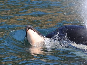A female killer whale is seen in the waters off Vancouver Island pushing the body of her newborn calf in this July 25, 2018, handout photo. Ken Balcomb, senior scientist at The Centre for Whale Research in Friday Harbour, Wash., says the southern resident whale probably knows the calf is dead, but she seems reluctant to let it go.