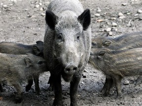 A wild boar suckles its young in the little zoo in Raisdorf, northern Germany, on Wednesday, Sept. 26, 2007. Six wild boar are making the most of their newfound freedom in Yukon but the government's agriculture branch wants the creatures caught.