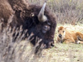 A bison calf rests while its mother watches in Banff National Park in a handout photo from Parks Canada. Several First Nation elders will be flown by helicopter into the backcountry of Banff National Park for a special ceremony Monday as officials prepare to let the recently reintroduced bison roam freely.