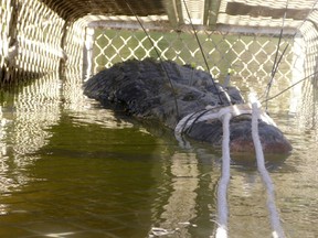 Northern Territory Parks and Wildlife said in a statement on Tuesday, July 10, 2018, it had trapped the 600-kilogram (1,300-pound) reptile only 30 kilometers (19 miles) downstream from Katherine Gorge, a major tourist attraction outside the Northern Territory town of Katherine.