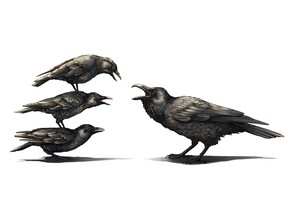 Crows, on the left, are smaller and much lighter than ravens — but that doesn't stop them from confronting their nemesis.