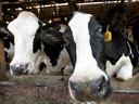 The Dairy Farmers of America passed a resolution at its annual meeting in March asking staff to investigate adopting something like Canada’s supply management system for the organization’s 14,000 farmers.