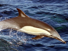 Long-beaked common dolphins typically live in tropical or sub-tropical regions. Their range includes central California to central Mexico and areas around Japan, Korea and Taiwan.
