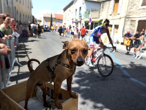 A dog stands in a box as riders arrive for the the start of the fourteenth stage of the Tour de France cycling race over 188 kilometers (116.8 miles) with start in Saint-Paul Trois-Chateaux and Mende, France, Saturday, July 21, 2018.