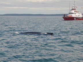 The Canadian Coast Guard Cutter Westport looks on as humpback whale that had become entangled is shown in the foreground in this recent handout photo.