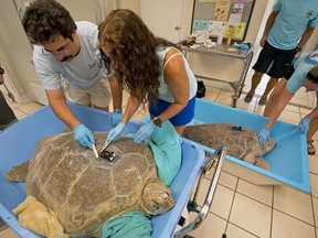 In this photo provided by the Florida Keys News Bureau, Dan Evans, left, of the Sea Turtle Conservancy, and Bette Zirkelbach, right, manager of the Turtle Hospital, spread epoxy to secure a satellite tracking transmitter to "Little Money," a 365-pound female green sea turtle, Friday, July 20, 2018, in Marathon, Fla. Later Friday morning, both "Little Money" and "Coco," right, are to be simultaneously released off the Florida Keys to become part of the "Tour de Turtles," that features online tracking of 17 sea turtles that have been or will be released off Florida and in the Caribbean.