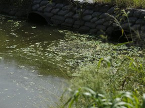 Algae fills a canal near Lake Okeechobee on Tuesday, July 10, 2018, in Pahokee, Fla. Tourism, fishing and public health are being threatened by contaminants discoloring stretches of beaches at the southern end of the Florida peninsula.