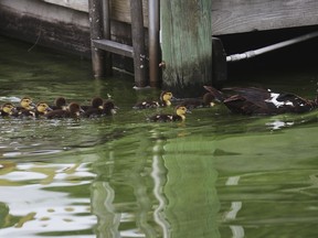 A muscovy duck and its young swim through an algae infested canal off of Orange Grove Boulevard in North Fort Myers, Fla., on Tuesday, July 10, 2018. Blue-green algae that covers much of Lake Okeechobee has been growing and flowing through canals connecting the freshwater lake to sensitive estuaries on the east and west coasts of the state.