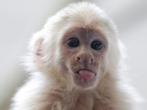 Capuchin monkey 'Mally" sits on the head of an employee in an animal shelter in Munich, Germany, Tuesday, April 2, 2013.