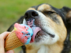 Dog licking ice cream cone