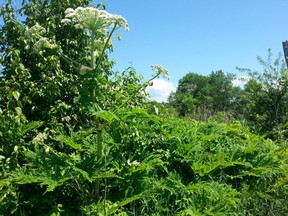 A giant hogweed plant is shown in a Nature Conservancy of Canada handout photo. Experts are warning Canadians to be on the lookout for a dangerous plant that can cause three-degree burns.