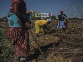 Women harvest potatoes beneath a poster showing Zimbabwe President Emmerson Mnangagwa of the ruling Zanu PF party, in Harare, Zimbabwe, Thursday, July 26, 2018. Zimbabwe will go to the polls on Monday. (AP Photo)
