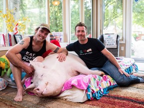 Canadian authors Steve Jenkins and Derek Walter spend time with their pig Esther at their animal sanctuary in Campbellville, Ont., on Wednesday, July 11, 2018. Jenkins and Walter wrote a book about their journey in raising the pig to building an animal sanctuary.