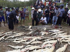 In this Saturday, July 14, 2018, photo, people look at the carcasses of crocodiles slaughtered by villagers in Sorong, West Papua, Indonesia.