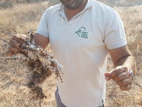A man from the Israel Nature and Parks Authority holds the bird.
