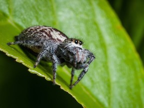 An endearing fuzzy faced jumping spider.