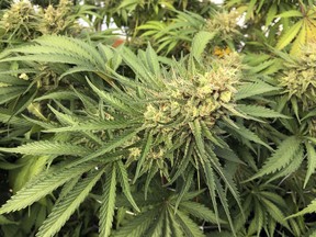 FILE - This Sept. 30, 2016, file photo shows a marijuana bud before harvesting at a rural area near Corvallis, Ore. The Oregon agency overseeing the state's legal medical marijuana industry admits in a report it has not effectively provided oversight of growers and others, creating opportunities for weed to be diverted into the highly profitable black market.