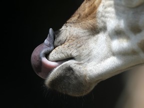 In this June 20, 2018 photo, a baby giraffe licks its nose at the Audubon Species Survival Center in New Orleans. About a year after moving into spacious new digs in New Orleans, African animals are doing just what officials from two zoos had hoped: being fruitful and multiplying.