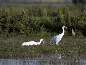 A whooping crane, a critically endangered species, sits on a nest with eggs as its mate stands nearby, in a crawfish pond in St. Landry Parish, La., Friday, March 23, 2018. Crawfish ponds are artificial wetlands. With the farmers' permission, state biologists are following their progress.