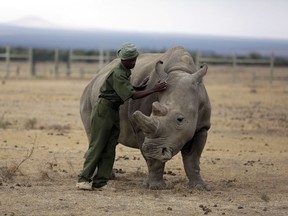 FILE - In this Friday, March 2, 2018 file photo, keeper Zachariah Mutai attends to Fatu, one of only two female northern white rhinos left in the world, at the Ol Pejeta Conservancy in Laikipia county in Kenya. Scientist say they're several steps closer to perfecting a method for stopping the extinction of northern white rhinos. Writing in the journal Nature Communications, researchers said Wednesday, July 4 they've succeeded in creating embryos using frozen northern white rhino sperm and eggs from a southern white rhino.