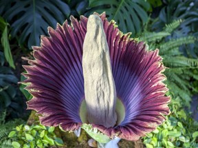 The corpse flower blooms at Frederik Meijer Gardens and Sculpture Park in Grand Rapids, Mich., Thursday, July 12, 2018. The garden's staff nicknamed the flower "Putricia" for its putrid smell, which is often compared to rotting meat. The flower is opening for the first time since it was planted in 2000.