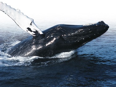 A humpback whale breaches in Stellwagen National Marine Sanctuary.