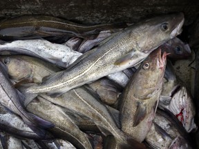 In this April 23, 2016, file photo, cod fill a box on a trawler off the coast of Hampton Beach, N.H. One of the most historic fisheries in the country hit an all-time low last year as cod fishermen continued to struggle with choking quotas and low abundance of the fish.