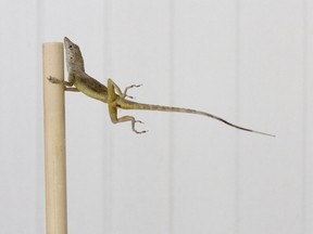 In this Oct. 19, 2017 photo provided by Colin Donihue, an anoles lizard hangs onto a pole during a simulated wind experiment in the Turks and Caicos Islands. According to a study in the Wednesday, July 25, 2018 edition of the journal Nature, lizards who survived 2017's Hurricanes Irma and Maria had 6 to 9 percent bigger toe pads, significantly longer front limbs and smaller back limbs, compared with the population before the storms.