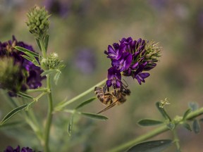 This June 2015 photo provided by The Ohio State University shows a bee on a flower in Southwest Minnesota. A new federal study finds that honeybees in the Northern Great Plains are having a hard time finding food as conservation land is converted to row crops. (Sarah Scott/The Ohio State University via AP)