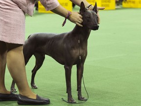 FILE - In this Feb. 15, 2016, file photo, a xoloitzcuintli is shown in the ring during the non-sporting group competition at the140th Westminster Kennel Club dog show, at Madison Square Garden in New York. A new study published Thursday, July 5, 2018, in the journal Science provides fresh evidence that the first dogs of North America all but disappeared after the arrival of Europeans and left little to no trace in modern American dogs.