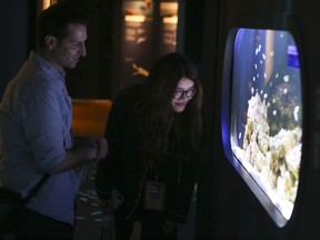 Giancarlo and Cheryl Bruni look at a fish tank in the Unseen Oceans exhibit at the American Museum of Natural History during the adult-only sleepover on Friday, June 22, 2018, in New York. It started out as an event for kids, but in 2014, the museum allowed people 21 and up to explore its darkened exhibit halls.