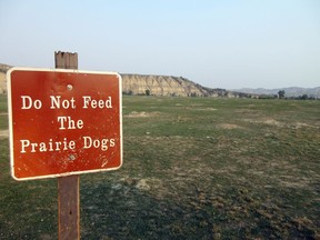This Sept. 3, 2017 photo shows a "Do not feed the prairie dogs" sign at Theodore Roosevelt National Park in Medora, N.D., with a view of the badlands in the background. Visitors will come across several prairie dog towns as they drive the 36-mile loop of the park's south unit.