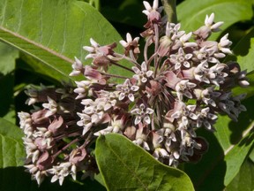 This June 22, 2018 photo shows Milkweed is in full flower on Roger Rainville's farm along the Canadian border in Alburgh, Vt. Soon the monarch butterflies will lay their eggs on leaves that yield milky sustenance to the caterpillars. About 120 farmers or farm groups in Quebec and Vermont are growing milkweed to help restore a plant that is essential for monarch butterflies to survive. They're also tapping a new market for milkweed after Quebec researchers transformed the plant's fiber into high-end insultation for winter wear and other uses.