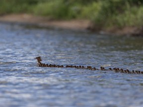 This  June 27, 2018, photo provided by Brent Cizek shows a common merganser and a large group of ducklings following her, on Lake Bemidji in Bemidji, Minn.