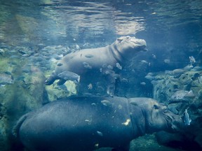 In this Tuesday, June 26, 2018 photo, Fiona, a baby Nile Hippopotamus, above, swims above her mother Bibi in their enclosure at the Cincinnati Zoo & Botanical Garden, in Cincinnati. The Cincinnati Zoo's globally famous premature hippo does more than help sell T-shirts, bobbleheads and ice cream. She is becoming a teaching tool in classrooms and libraries and subject of a series of books with the latest by the zoo's director Thane Maynard.