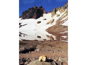 This photo provided by Holly Spaman shows a small stuffed lion she found along the Broken Top Trail near Bend, Ore., July 16, 2018. A little girl who lost the lion on a hike in the Oregon backcountry was reunited with her favorite toy over the weekend after a community effort to identify her.