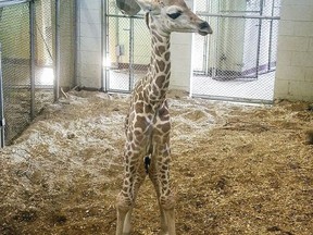 This undated photo provided by the Cheyenne Mountain Zoo shows baby giraffe Penny at the zoo in Colorado Springs, Colo. The zoo says it decided to euthanize its eight-week-old giraffe Monday, July 30, 2018, after veterinarians determined that her dislocated hip, infected leg and other health complications would severely impact her quality of life.