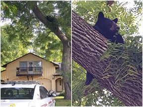 Police say a bear that strayed into a community about 80 kilometres northeast of Toronto has been captured. Officers warned residents of Port Perry, Ont., to stay indoors Friday morning after the bear was spotted.