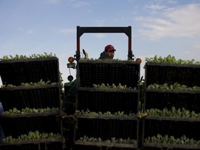 Moving seedlings at Riverbend Gardens in Edmonton, Alberta on Tuesday, May 21, 2013.