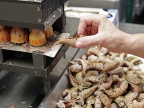 In this Thursday, June 7, 2018 photo, Laurilee Thompson feeds a rock shrimp in special machine to split open the shell at the Dixie Crossroads restaurant in Titusville, Fla.