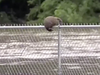 A ground hog sits on a fence watching floodwaters in Pennsylvania.