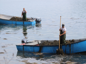 Kenny Sulkowski, left, and Eric Newell harvest rockweed for Acadian Seaplants off the coast of Lubec, Maine, the nation's easternmost point.