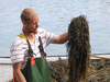 Kenny Sulkowski examines some of his rockweed harvest. The seaweed is destined to become food for plants and animals.