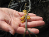 Air bladders on the stems of rockweed float the plant at high tide.