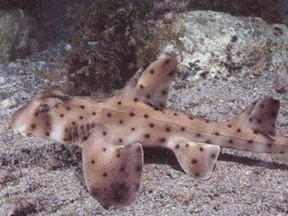 The 16-inch horn shark was snatched out if its petting tank by an unidentified man and taken out of the aquarium in a baby stroller.